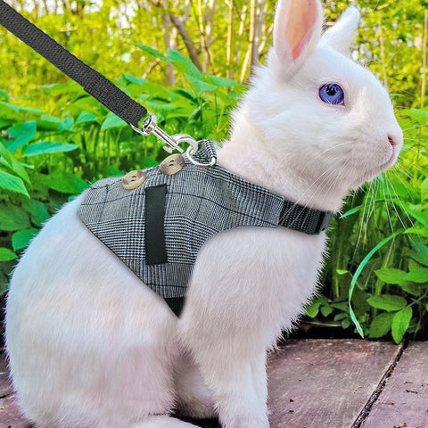 Rabbit leash - WoofGoof™ - rabbit dress