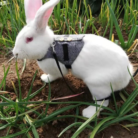 Rabbit leash - WoofGoof™ - rabbit dress