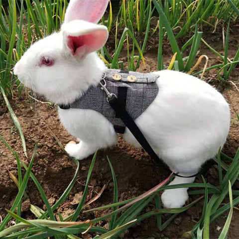 Rabbit leash - WoofGoof™ - rabbit dress